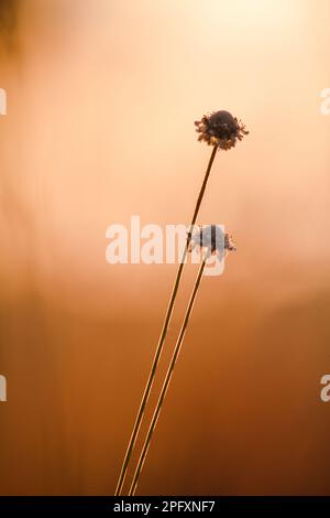 Melampodium leucanthum est un arbuste de couverture de sol.Il y a de petites fleurs regroupées en petits groupes de pétales blancs. Banque D'Images