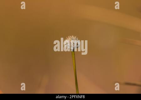 Melampodium leucanthum est un arbuste de couverture de sol.Il y a de petites fleurs regroupées en petits groupes de pétales blancs. Banque D'Images