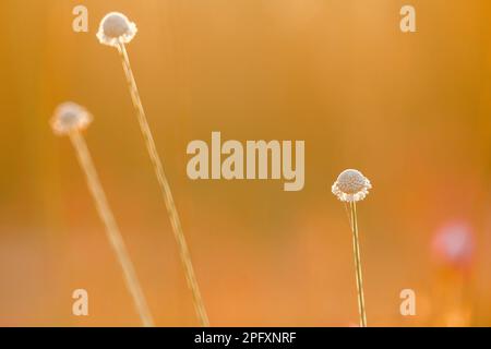 Melampodium leucanthum est un arbuste de couverture de sol.Il y a de petites fleurs regroupées en petits groupes de pétales blancs. Banque D'Images