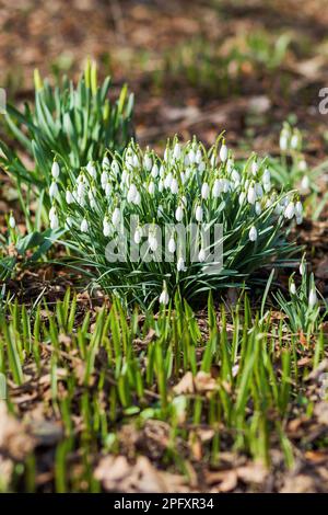 Les fleurs de Snowdrop (Galanthus) font le chemin à travers les feuilles mortes. Arrière-plan naturel du printemps. Banque D'Images