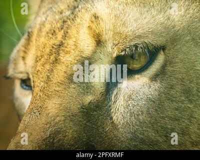 Gros plan extrême de l’œil et du visage d’un gros chat, montrant un iris doré, une fourrure fauve et un regard intense de prédateur dans un portrait dramatique de la faune. Banque D'Images
