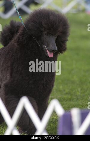 Poodle standard exposé dans un événement de conformation de chiens Banque D'Images