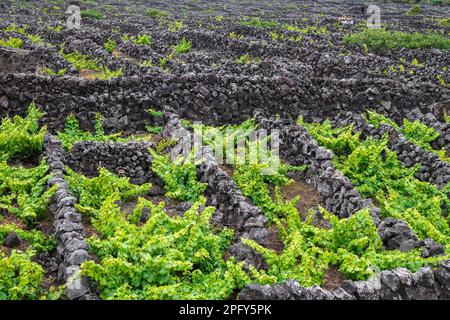 Vin poussant sur l'île de Pico, Açores, Portugal. Banque D'Images