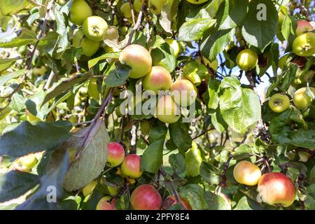 Une branche de pommier pleine de pommes par temps ensoleillé Banque D'Images