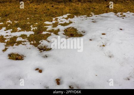 Belle source nature vue paysage. Restes de neige sur l'herbe de l'année dernière. Banque D'Images