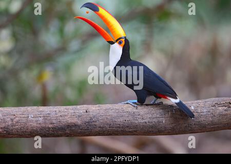 Un Toco Toucan adulte (Ramphastos toco) se nourrissant de fruits dans le Pantanal, Mato Grosso, Brésil Banque D'Images