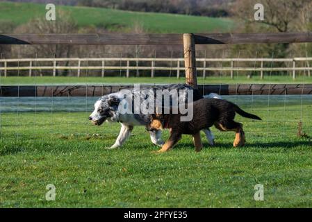 Blue Merle Collie plus âgé jouant avec un chiot Berger allemand à la poursuite en plein air au soleil. Banque D'Images