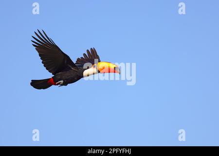 Un Toco Toucan adulte (Ramphastos toco) en vol dans le Pantanal, Mato Grosso, Brésil Banque D'Images