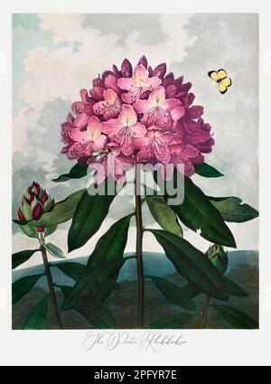 Le Rhododendron pontique. Peinture antique de fleurs victoriennes. Illustration du livre 'le Temple de Flora' de Robert Thornton (1807) Banque D'Images