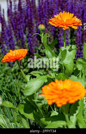 Fleurs de fleurs de marigold (calendula) avec des feuilles vertes devant les fleurs de sauge en arrière-plan flou (accent sur la fleur supérieure droite) Banque D'Images