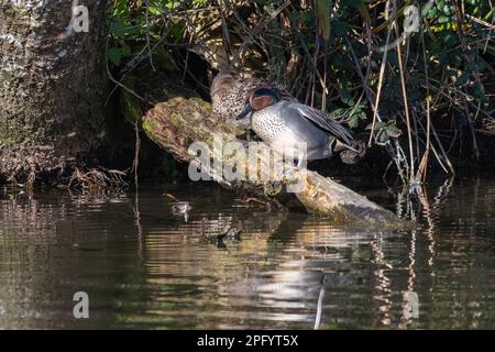 Paire de canards sarcelle (Anas crecca), Angleterre, Royaume-Uni Banque D'Images