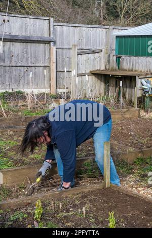 Femme en train de désherber des chemins autour des lits de légumes prêts pour la nouvelle saison de croissance. Banque D'Images