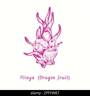 Le fruit entier Pitaya (fruit du dragon). Dessin d'une feuille de bois à l'encre Banque D'Images