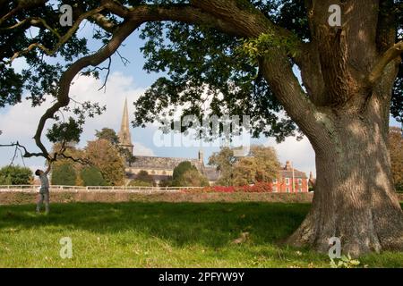 Chêne dans la prairie et église St Lukes, Hurstpierpoint, hassocks, West Sussex, Angleterre Banque D'Images