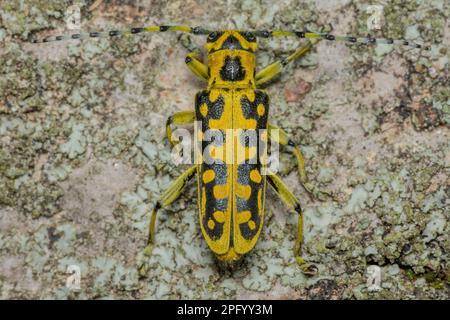 Saperda scalaris, Longhorn Beetle à échelle, Leiterbock Banque D'Images