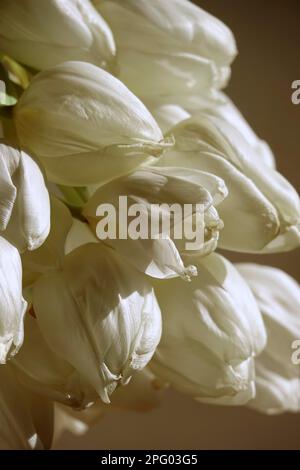 Encore la vie avec les Tulips blancs, Allemagne Banque D'Images