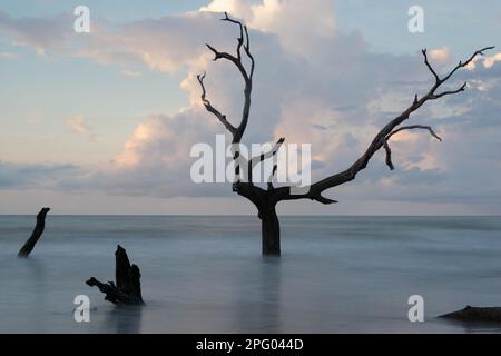 Boneyard Beach, en Caroline du Sud, avec des arbres morts et du bois flotté, longue exposition de la plage et de l'océan à l'aube Banque D'Images