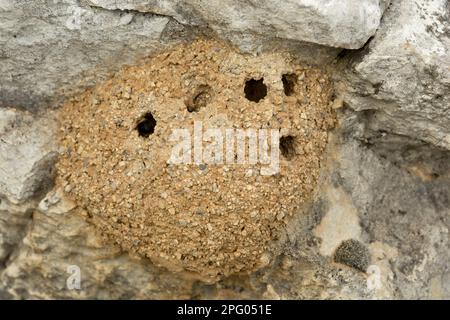 Nids de boue de Mason Bee (Chalicodoma parietina), attachés au mur, Grèce Banque D'Images