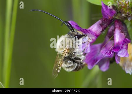 Abeilles à longues cornes précoces, abeilles à longues cornes précoces, Apidae (Eucera longicornis), autres animaux, insectes, Animaux, long-corned abeille adulte mâle, se nourrissant Banque D'Images