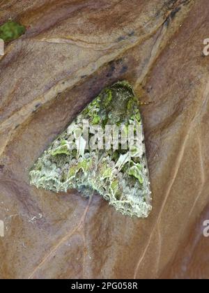 Hibou à déclaration verte, hiboux à déclaration verte, insectes, papillons, Animaux, autres animaux, orache Moth (trachée atriplicis) adulte, repos Banque D'Images