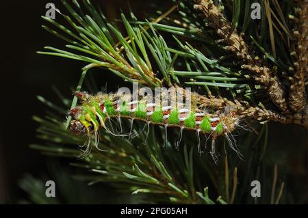 Papillon espagnol (Graellsia isabellae) larve adulte se nourrissant du pin sylvestre (Pinus sylvestris) Banque D'Images