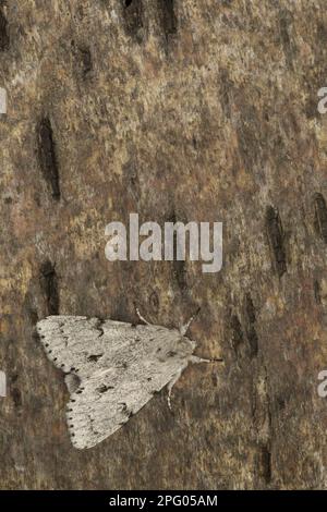 The Miller (Acronicta leporina) adulte, reposant sur l'écorce, Sheffield, Yorkshire du Sud, Angleterre, Royaume-Uni Banque D'Images