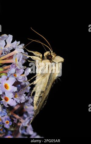 Mullein Moth (Cuculllia verbasci) adulte, se nourrissant de bouddleia (Buddleja spec.) Fleurs la nuit, Oxfordshire, Angleterre, Royaume-Uni Banque D'Images