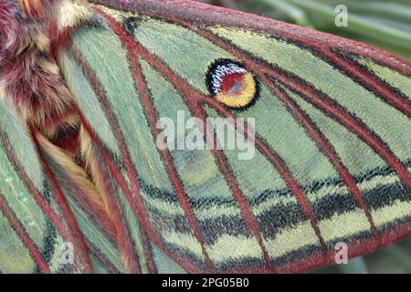 Graellsia isabellina, papillon de lune espagnol (Graellsia isabellae), papillon de paon, insectes, papillons, Animaux, autres animaux, Moth Lune espagnole Banque D'Images