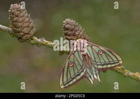 Graellsia isabellina, papillon de lune espagnol (Graellsia isabellae), papillon de paon, insectes, papillons, Animaux, autres animaux, Moth Lune espagnole Banque D'Images