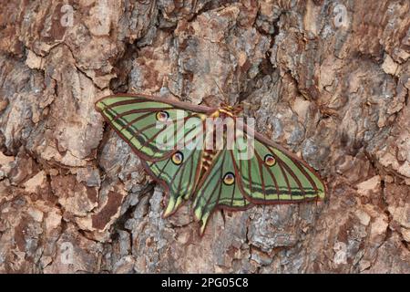 Graellsia isabellina, papillon de lune espagnol (Graellsia isabellae), papillon de paon, insectes, papillons, Animaux, autres animaux, Moth Lune espagnole Banque D'Images