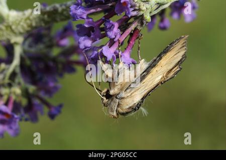 Mullein Moth (Cuculllia verbasci) adulte, se nourrissant de bouddleia (Buddleja spec.) Flowers, Oxfordshire, Angleterre, Royaume-Uni Banque D'Images