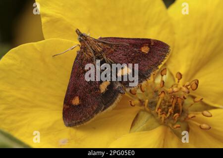 Mint Moth (pyrausta aurata) adulte, reposant sur la fleur (potentilla), Leicestershire, Angleterre, Royaume-Uni Banque D'Images
