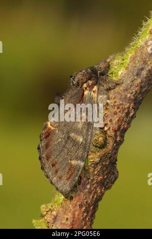 Iron proéminent (Notodonta dromedarius) Moth adulte, reposant sur la branche, Oxfordshire, Angleterre, Royaume-Uni Banque D'Images