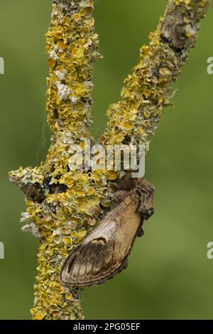 Pebble proéminent (Notodonta ziczac) adulte, reposant sur une branche couverte de lichen, Lincolnshire, Angleterre, Royaume-Uni Banque D'Images