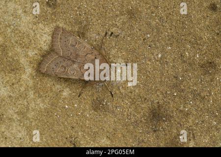 Quaker commune (Orthosia cerasi) adulte, repos, Sheffield, Yorkshire du Sud, Angleterre, Royaume-Uni Banque D'Images