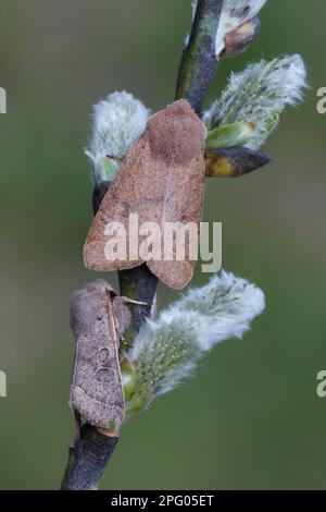 Quaker commune (Orthosia cerasi) et petit quaker (Orthosia cruda), adultes, dormant dans un pâturage avec des chatons nouvellement apparus, Italie Banque D'Images