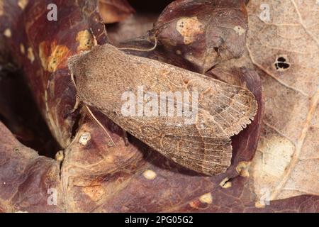 Quaker commune (Orthosia cerasi) adulte, reposant sur la litière de feuilles, Powys, pays de Galles, Royaume-Uni Banque D'Images