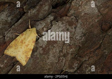 Laisse commune (Xanthia ictéritia) adulte, reposant sur l'écorce de pin, Sheffield, Yorkshire du Sud, Angleterre, Royaume-Uni Banque D'Images