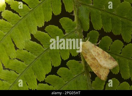 Jachère commune (Xanthia ictéritia) adulte, reposant sur la fronde de fougères, Sheffield, Yorkshire du Sud, Angleterre, Royaume-Uni Banque D'Images
