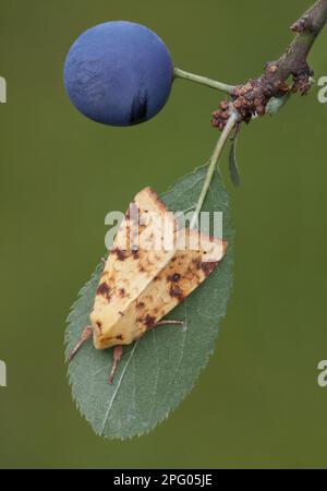 Laisse commune (Xanthia icteritia) adulte, reposant sur le noir (Prunus spinosa) avec baie, Leicestershire, Angleterre, Royaume-Uni Banque D'Images