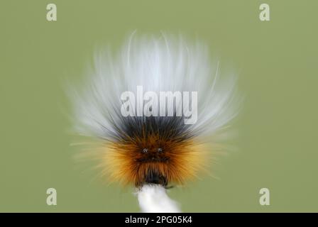 Garden Tiger Moth (Arctia caja) caterpillar, montrant les yeux défensifs faux, réserve naturelle nationale de Whiteford, péninsule de Gower, Glamorgan, Sud Banque D'Images