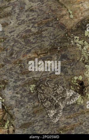 Sycamore Moth (Acronicta aceris), forme gris foncé, adulte, camouflage sur écorce, Sheffield, Yorkshire du Sud, Angleterre, Royaume-Uni Banque D'Images