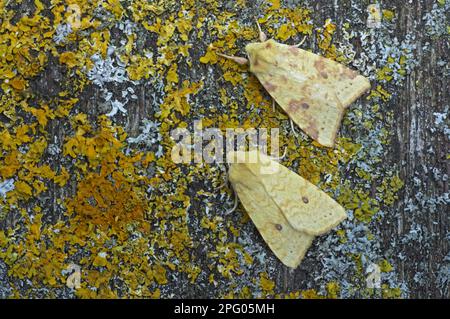 Les formes normales (supérieures) et flavescens (inférieures), deux adultes, reposant sur le lichen, Essex, Angleterre, Royaume-Uni Banque D'Images