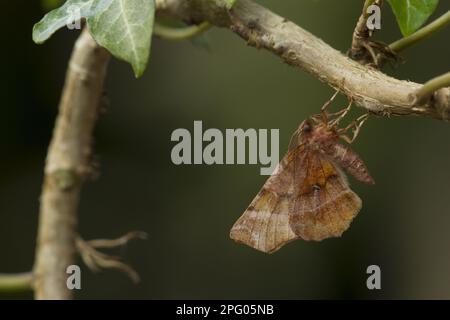 Thorax précoce Moth (Selenia dentaria) adulte, avec piqûre de lierre, Sheffield, Yorkshire du Sud, Angleterre, Royaume-Uni Banque D'Images