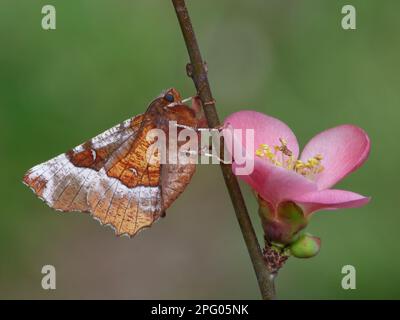 Épine pourpre (Selenia tetralunaria) adulte mâle reposant sur une branche de coing japonais (Chaenomeles spec.) Avec fleur dans le jardin, vallée de Cannobina Banque D'Images