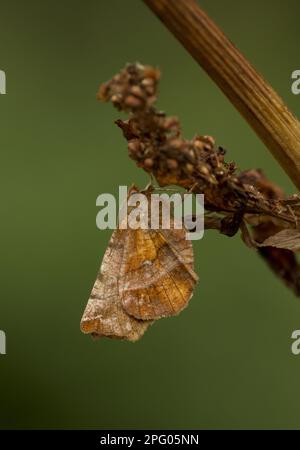 Thorax précoce Moth (Selenia dentaria) adulte, reposant sur une tête de semis, Sheffield, Yorkshire du Sud, Angleterre, Royaume-Uni Banque D'Images