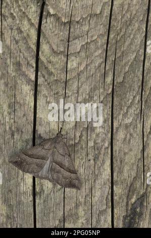 Museau (Hypena probascidalis) adulte, reposant sur le fencepost, Sheffield, Yorkshire du Sud, Angleterre, Royaume-Uni Banque D'Images