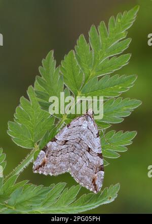 Anaitis plagiata, Grand Saint John's Wort Moth, Great St. Millepertuis, insectes, papillons, animaux, Autres animaux, Treble-bar (Aplocera Banque D'Images