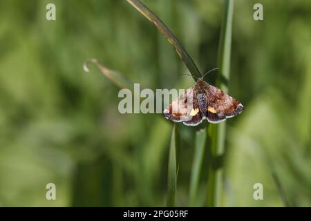 Petite sous-aile jaune (Panemeria tenebrata), papillon (Noctuidae), insectes, papillons, papillons, Animaux, autres animaux, petite aile jaune Banque D'Images