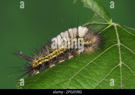 Pallide Tussock (Calliteara pudibunda) Pallide Tussock, chenille adulte, se nourrissant sur la feuille de chaux (Tilia spec.), Oxfordshire, Angleterre, Grande-Bretagne Banque D'Images